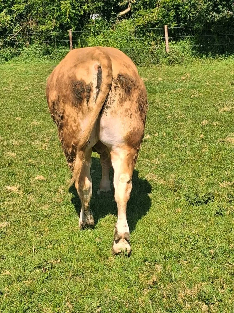 Limousin Bull - Image 4