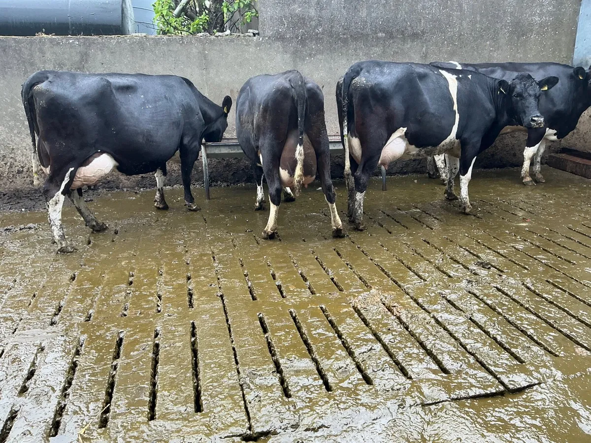 dairy cows - Image 3