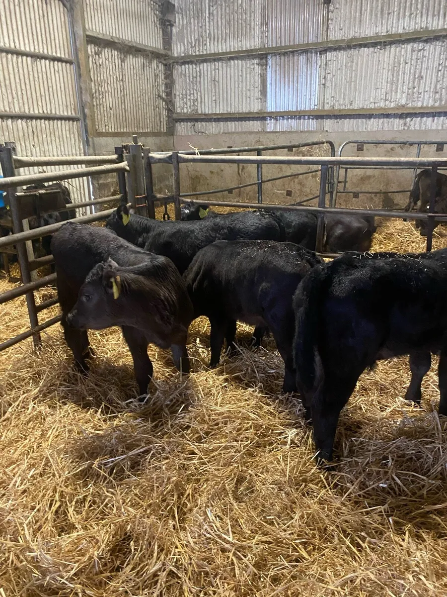 Calves - Image 3