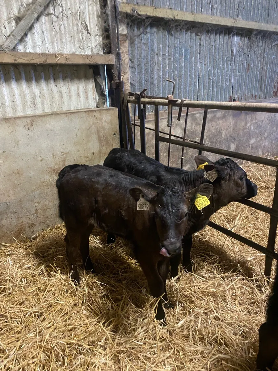 Calves - Image 4