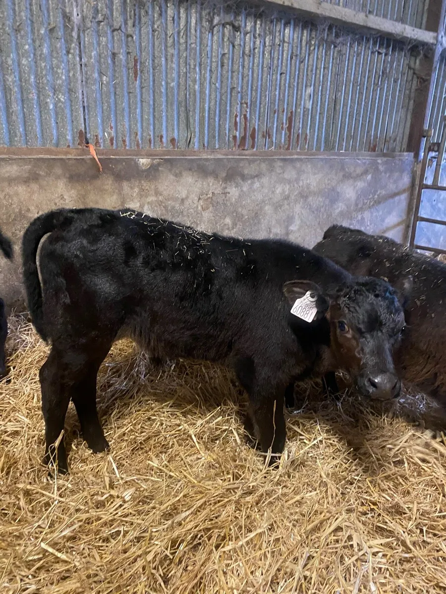 Calves - Image 2