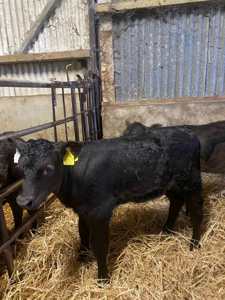 Calves - Image 1