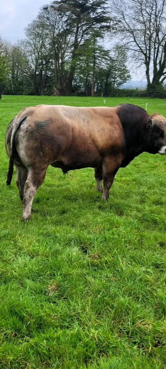 Bull - Image 1