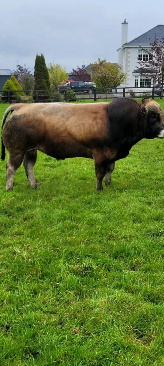 Bull - Image 2