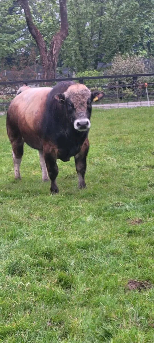 Bull - Image 3