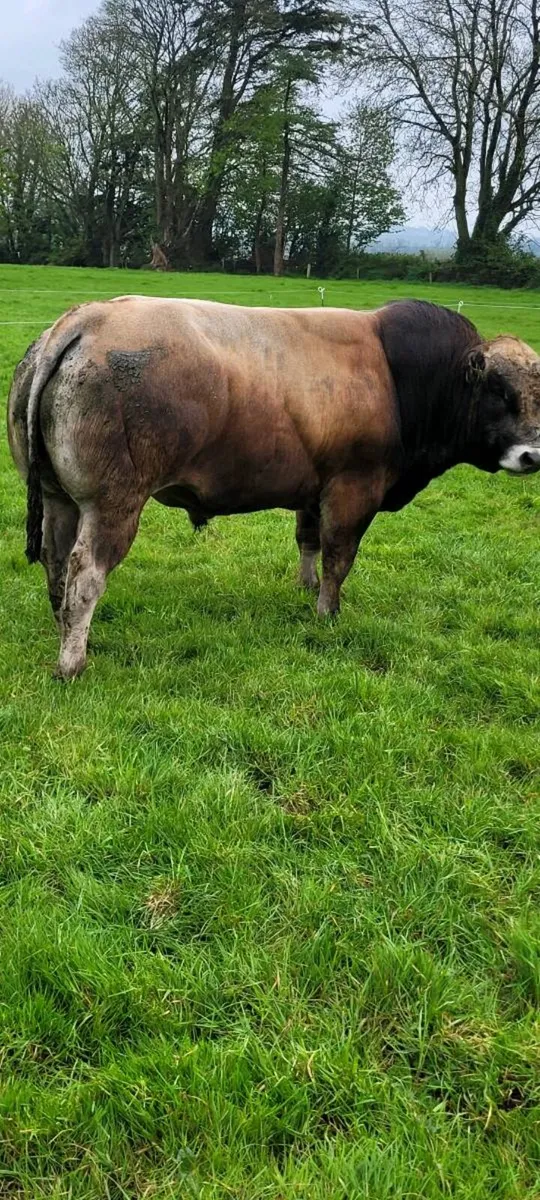 Bull - Image 4