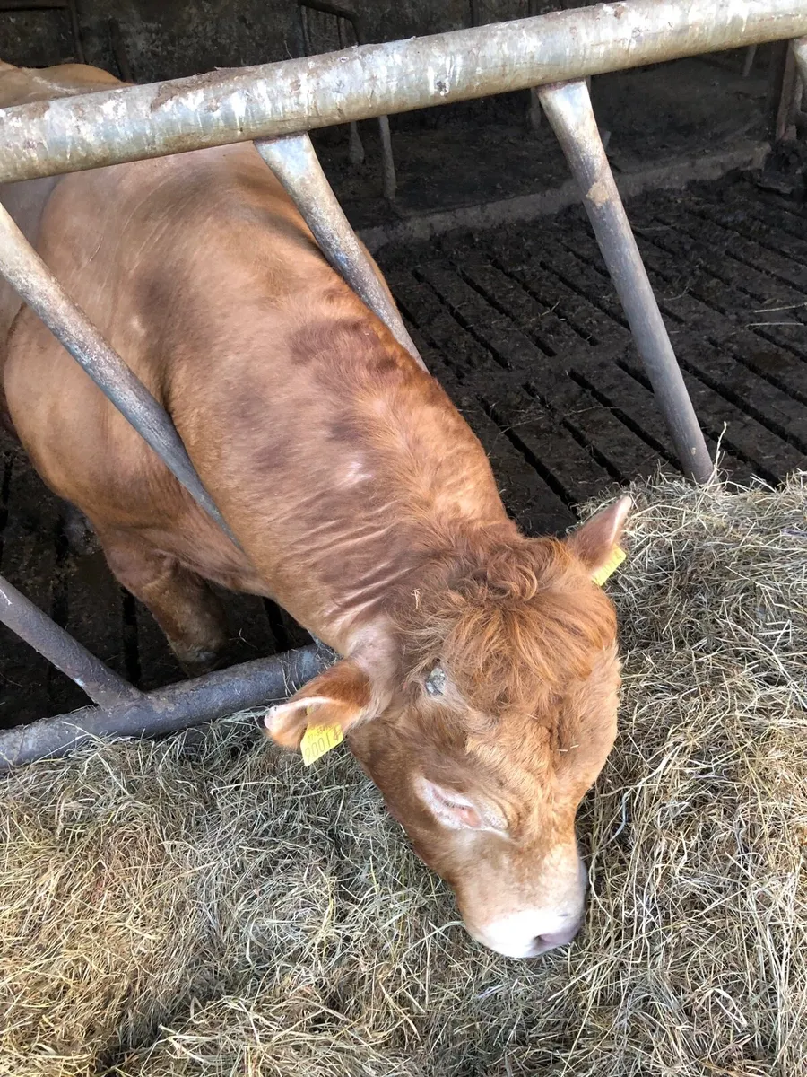 Limousin bill - Image 1