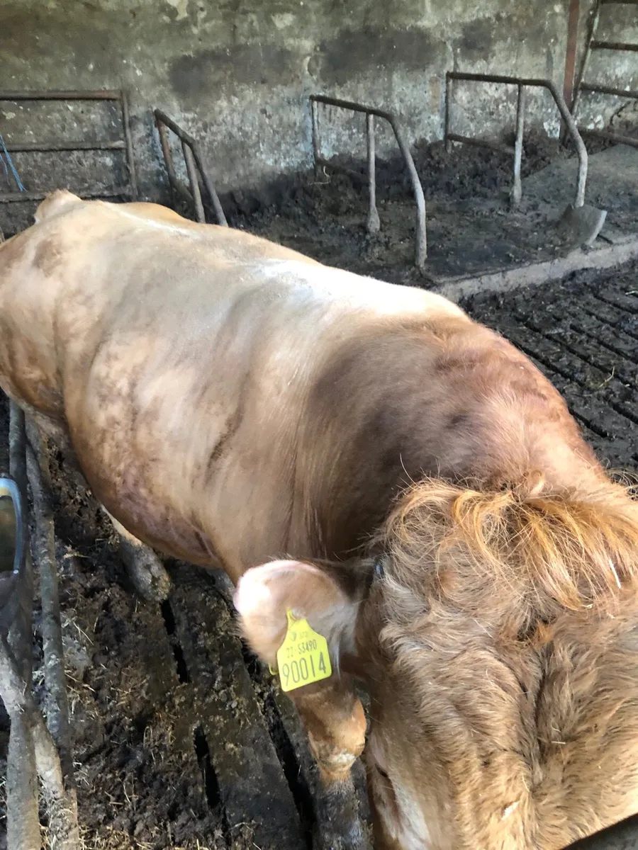 Limousin bill - Image 2
