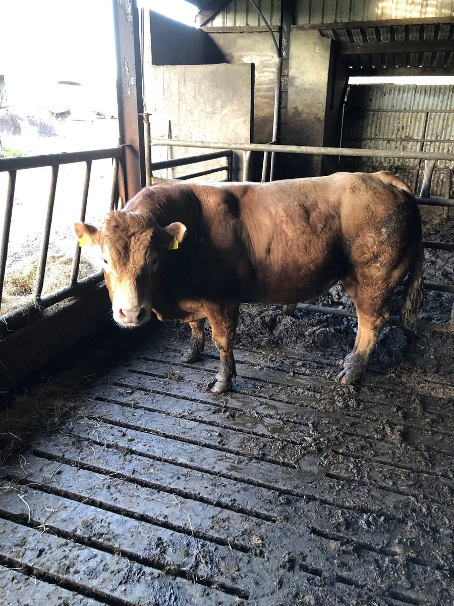 Limousin bill - Image 4