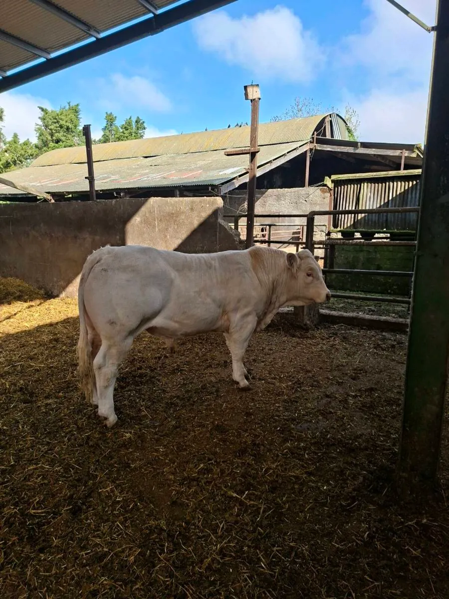 Pedigree Charolais Bull - Image 1