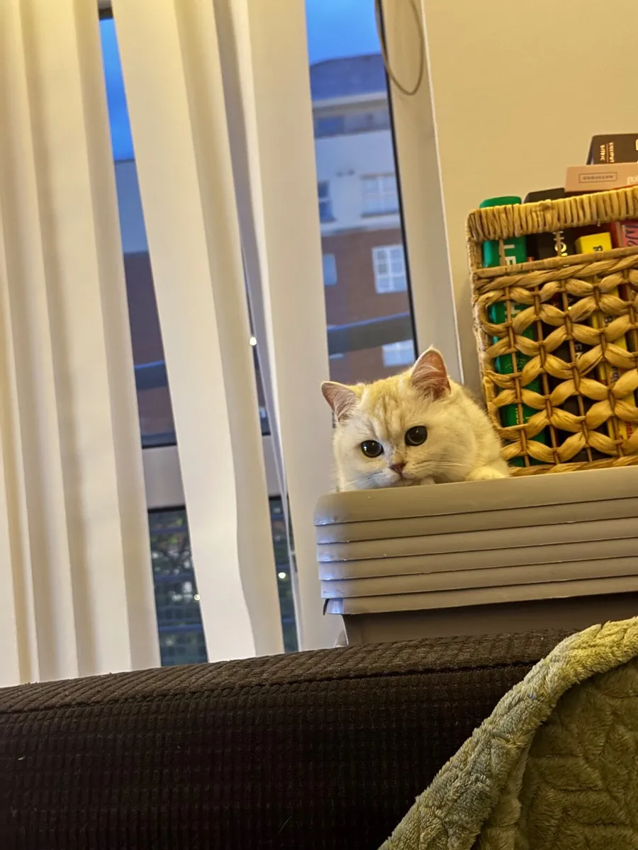 Cat - Image 1
