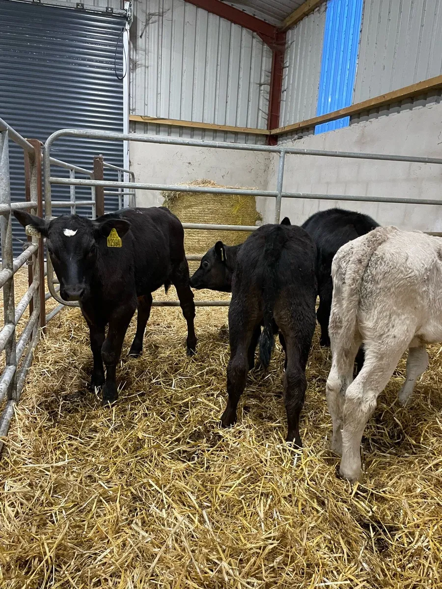 4 reared calves - Image 2