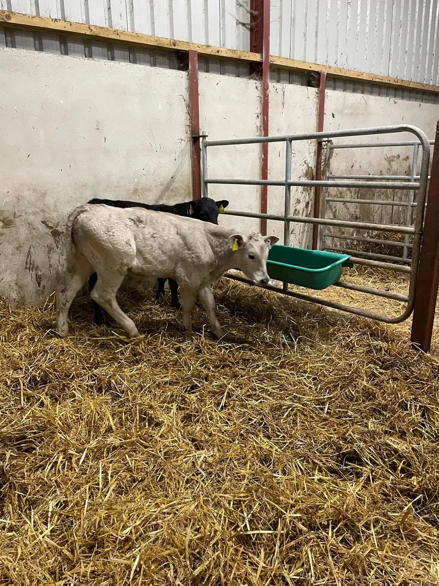 4 reared calves - Image 3