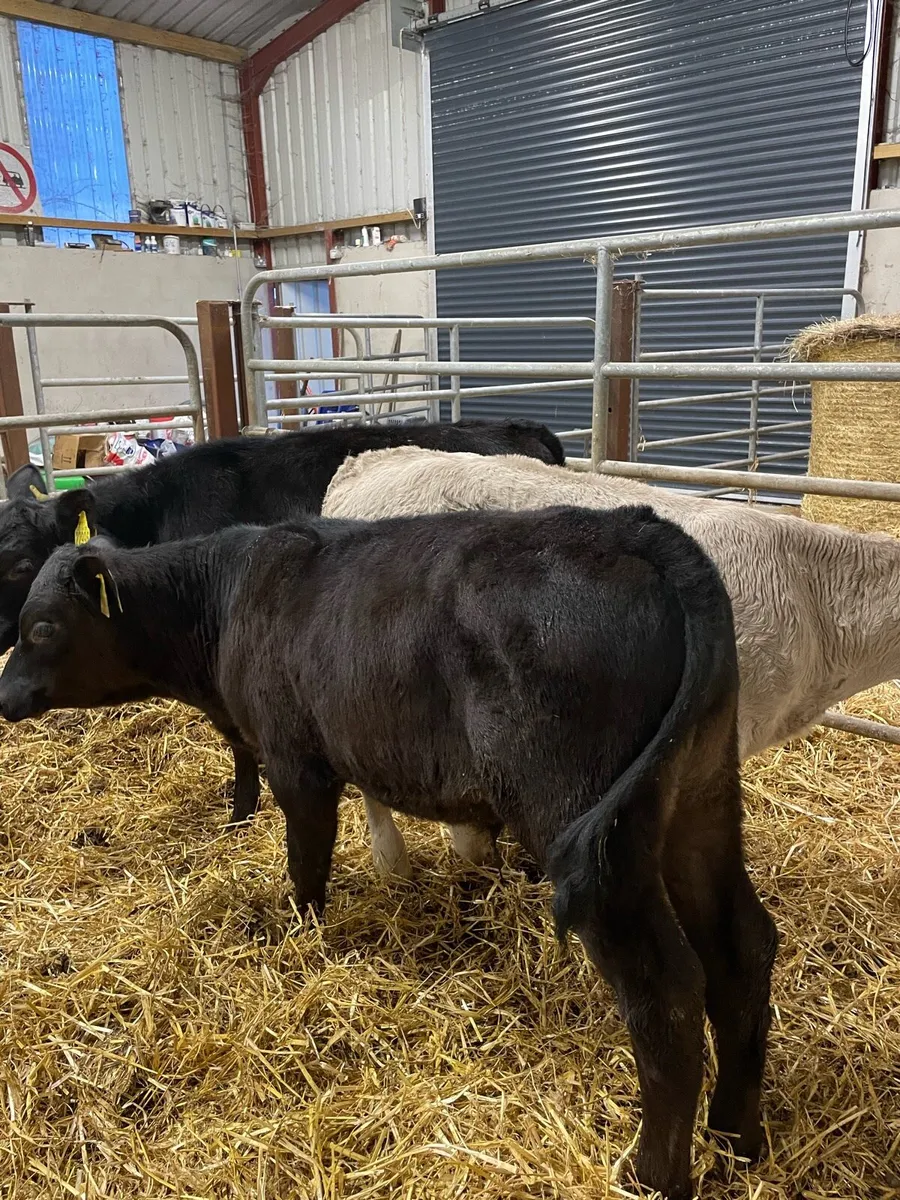 4 reared calves - Image 4