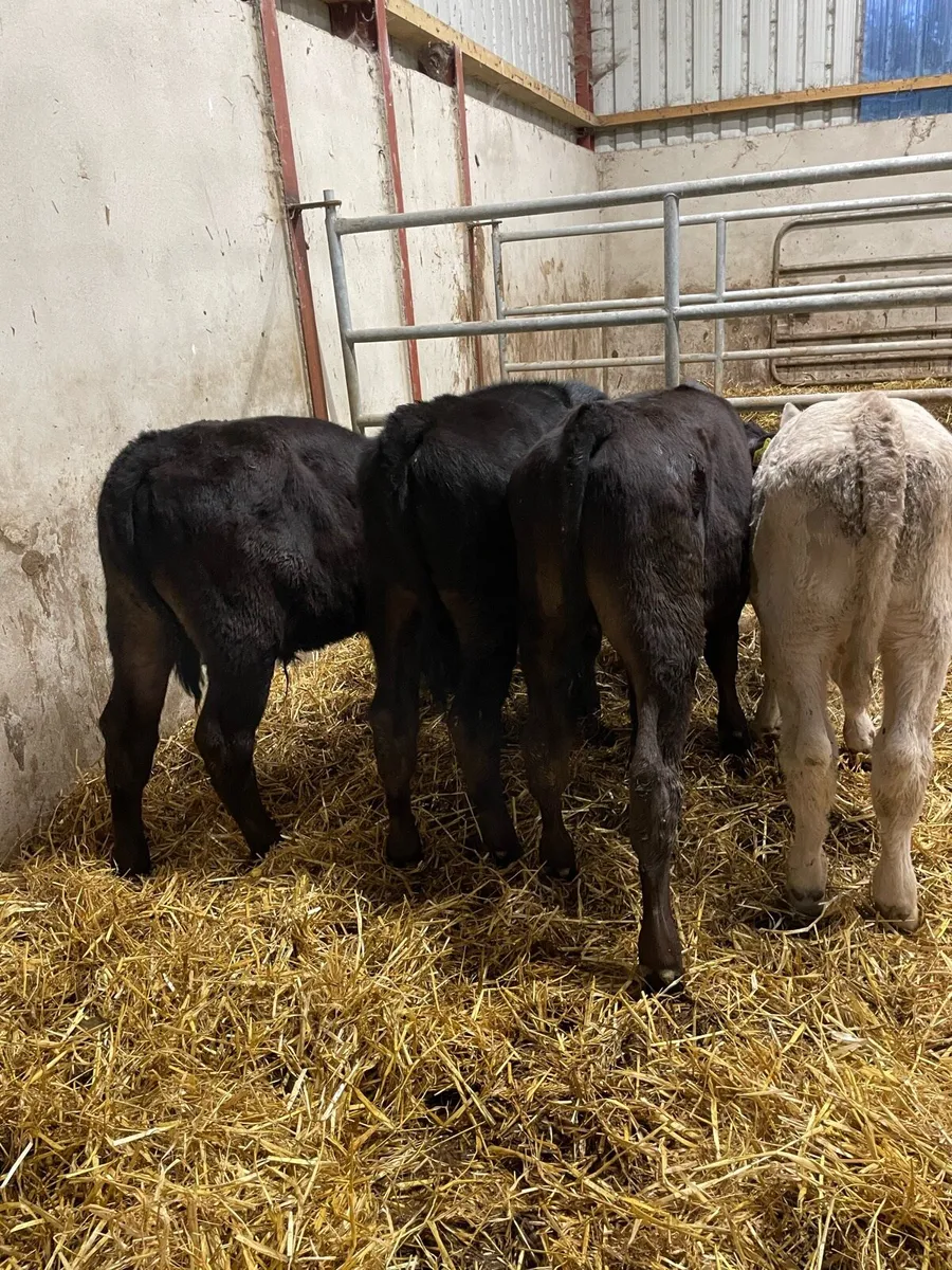4 reared calves - Image 1