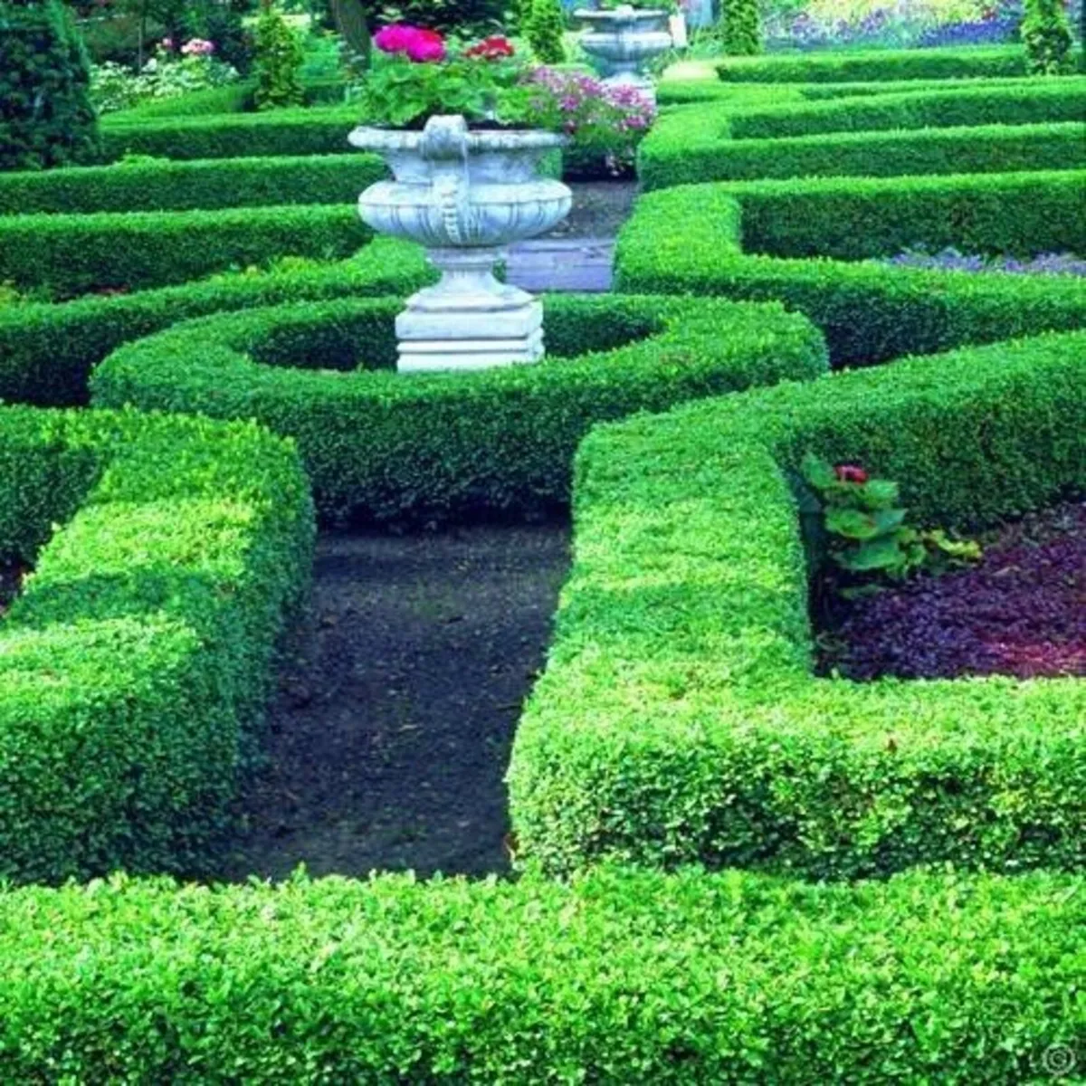 Boxwood Hedging - Image 1