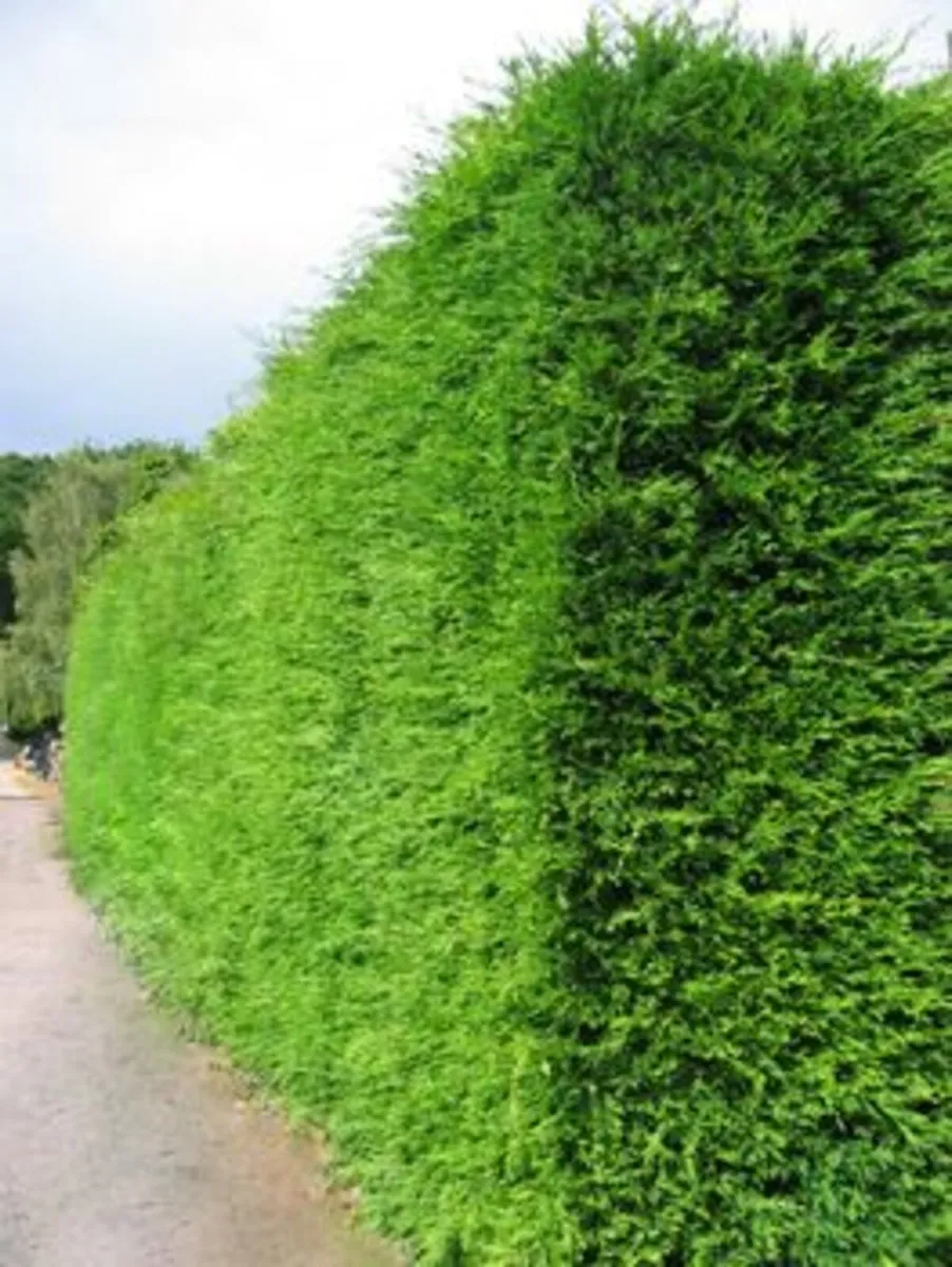 Boxwood Hedging - Image 3