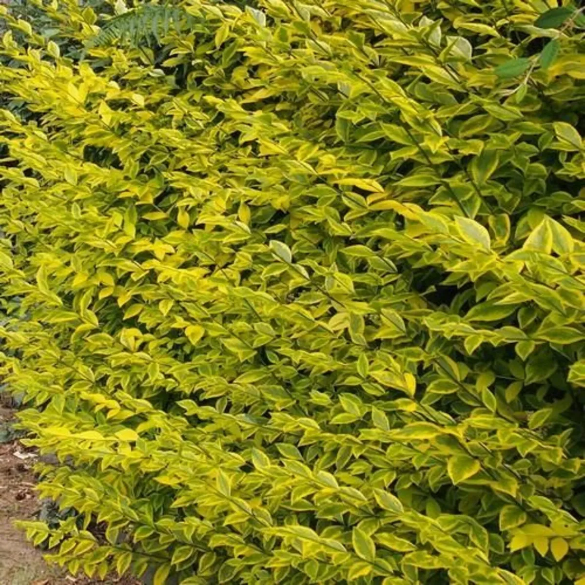 Boxwood Hedging - Image 2