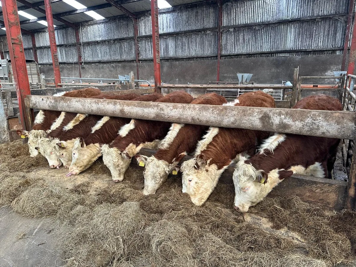 Registered hereford heifers - Image 1