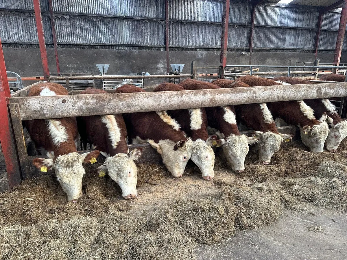 Registered hereford heifers - Image 2