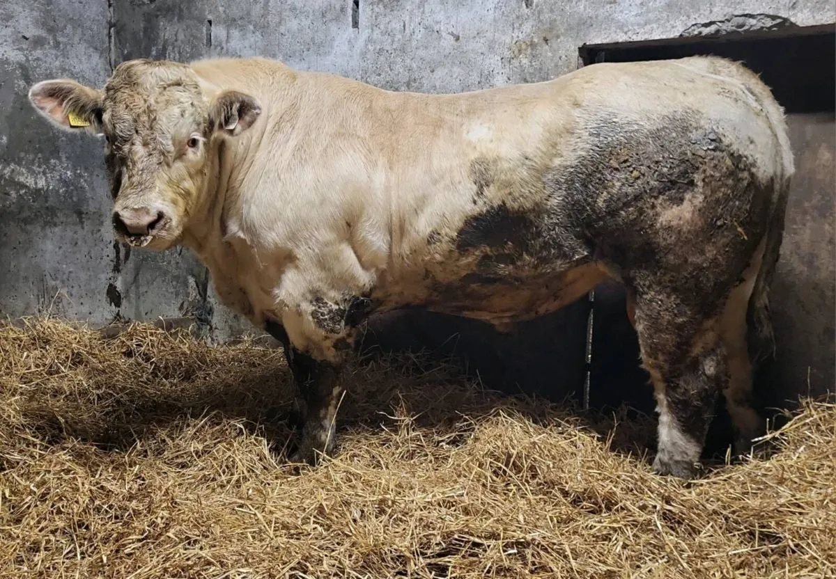 Charolais Bull - Image 1