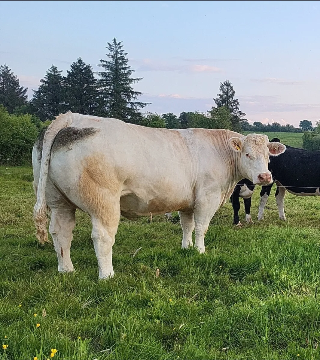 Charolais Bull - Image 2