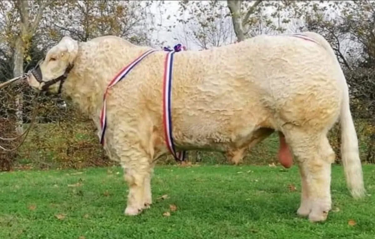 Charolais Bull - Image 3