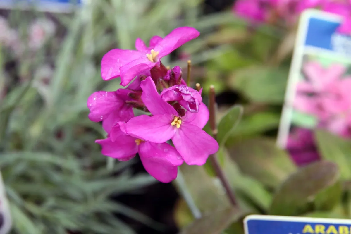 Perennials in variety - Image 1