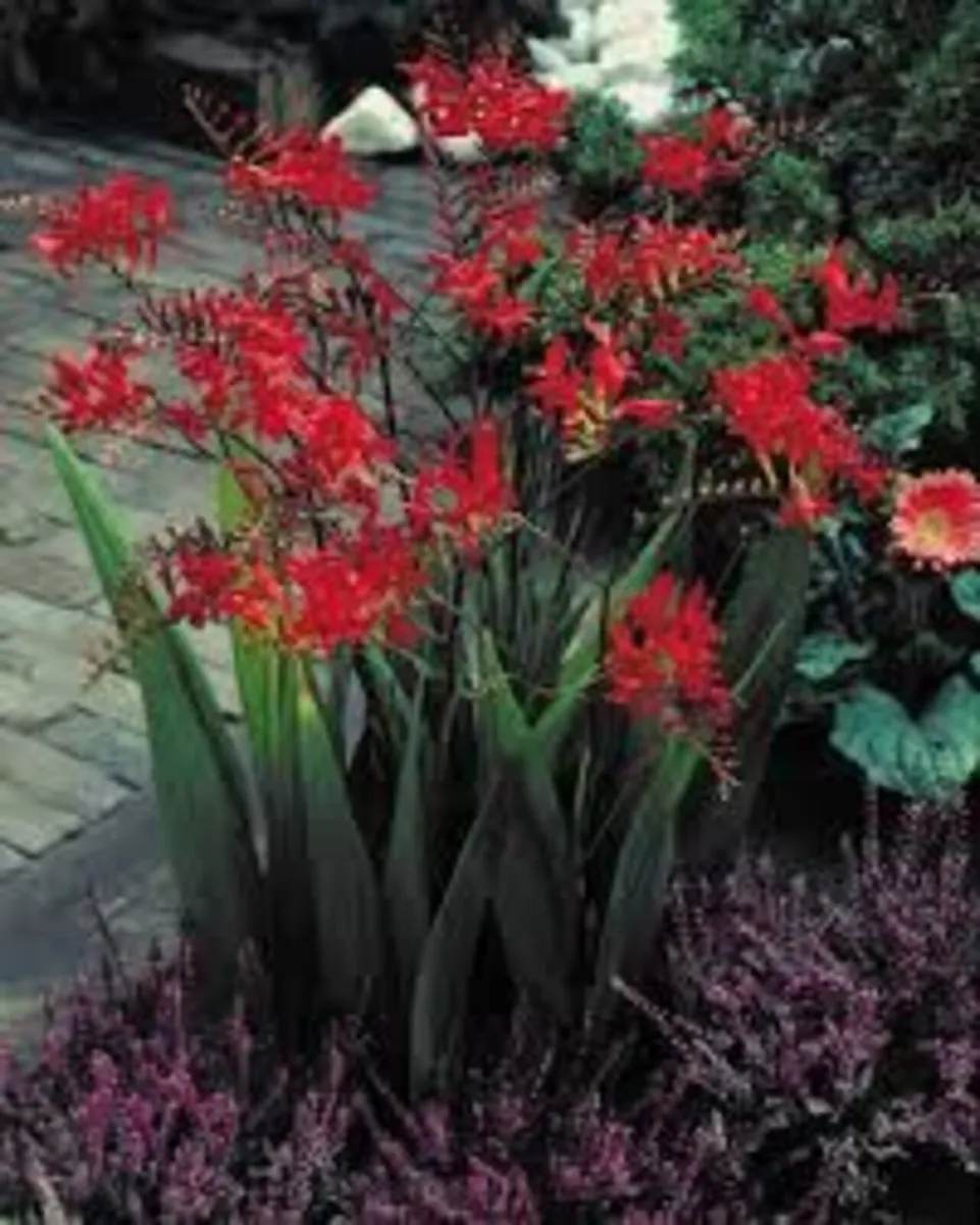 Perennials in variety - Image 4