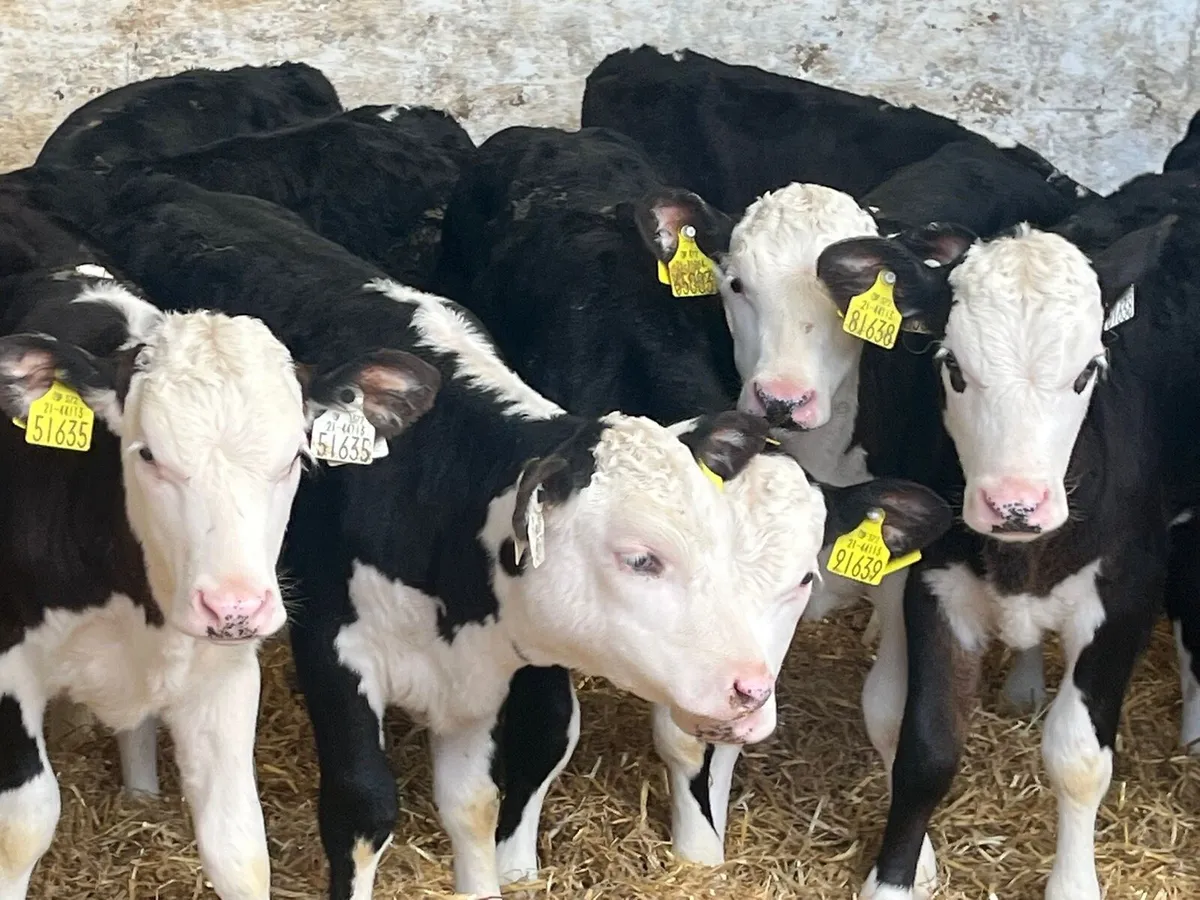Heifer calves - Image 1