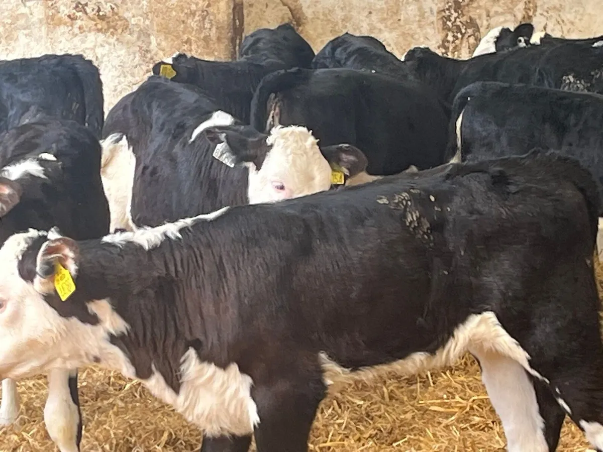 Heifer calves - Image 2