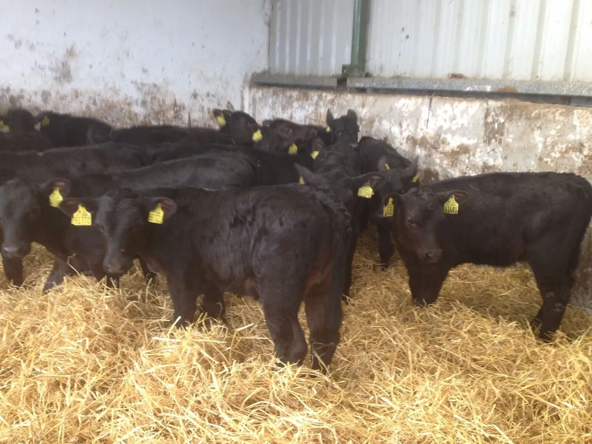 Heifer calves - Image 3