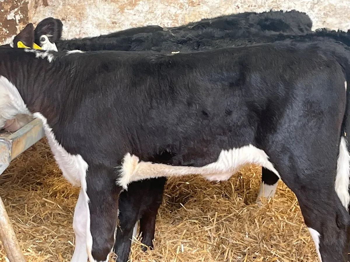 Heifer calves - Image 4