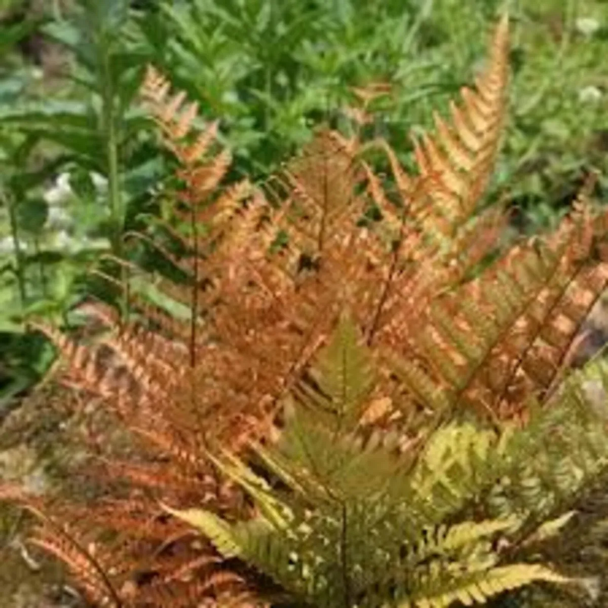 Ferns in variety - Image 1
