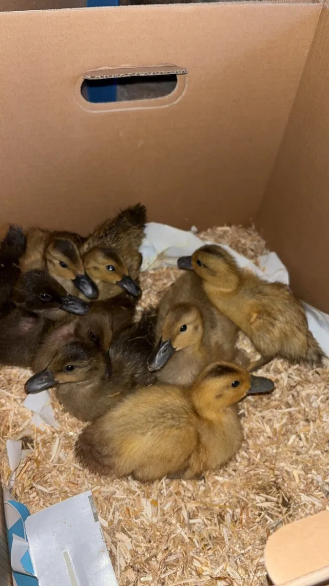 Ducklings - Image 1