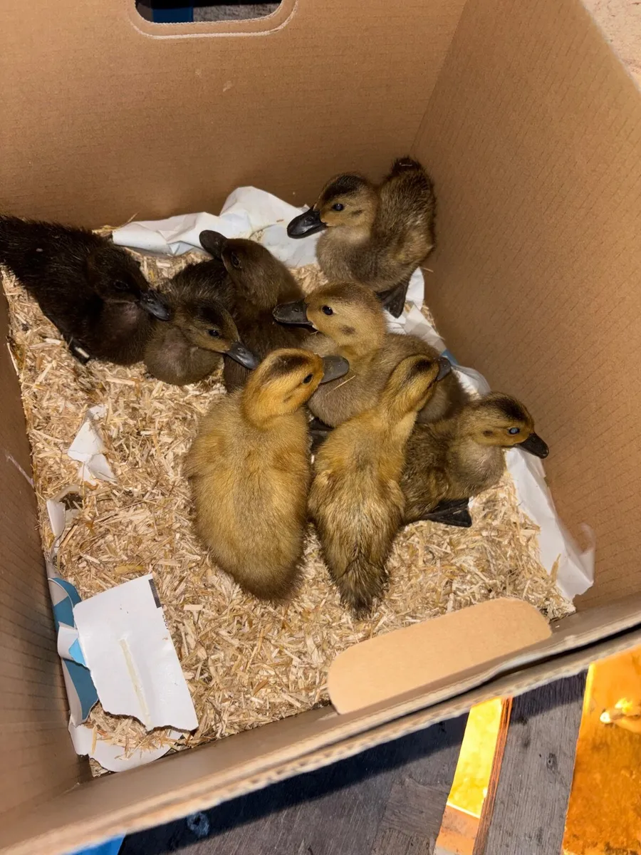 Ducklings - Image 2