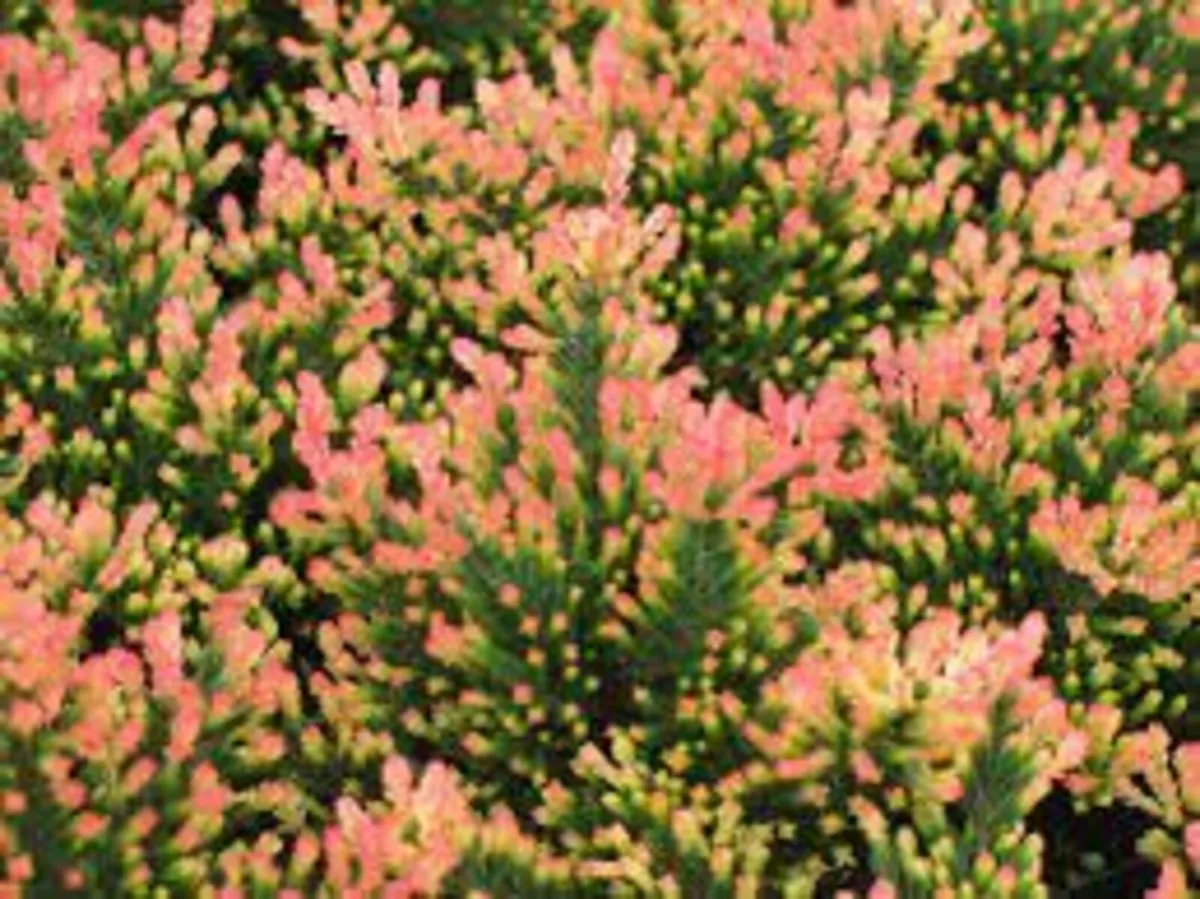 Heathers in variety - Image 4
