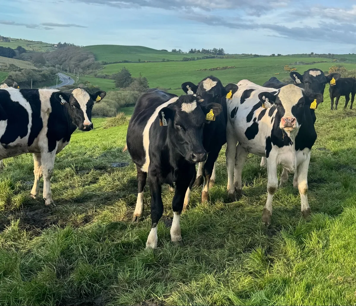 12 Maiden Heifers - Dairy - Image 2