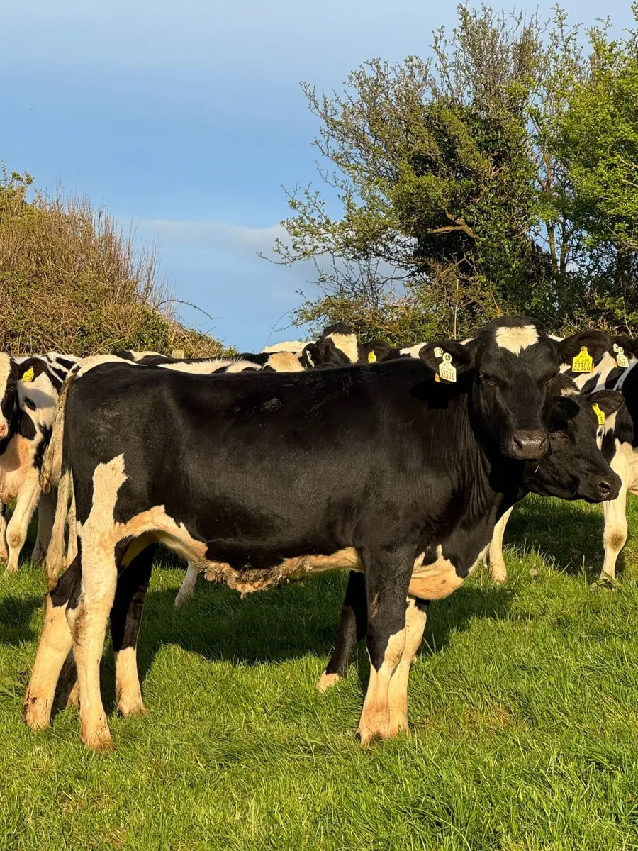 12 Maiden Heifers - Dairy - Image 3