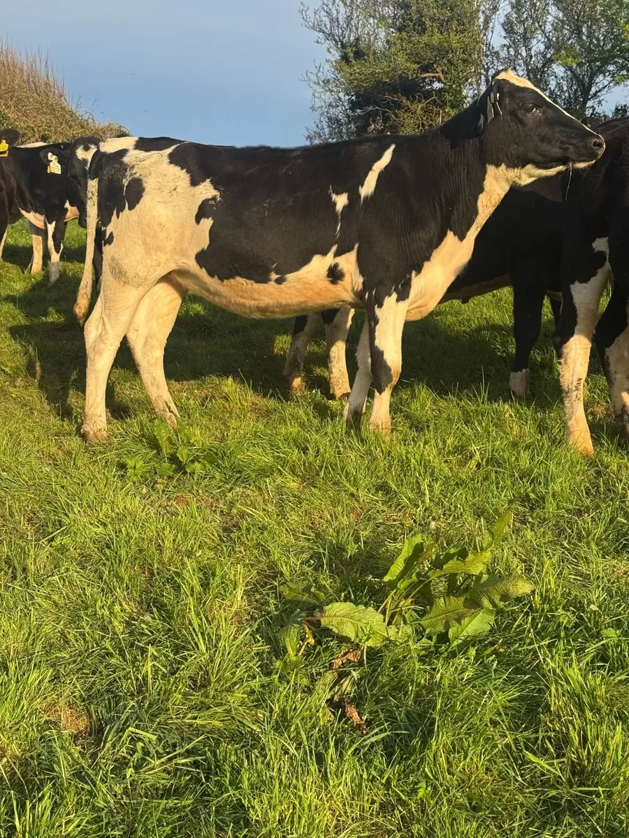 12 Maiden Heifers - Dairy - Image 1