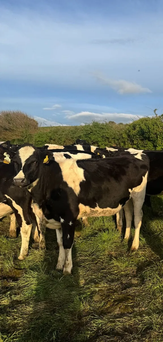 12 Maiden Heifers - Dairy - Image 4