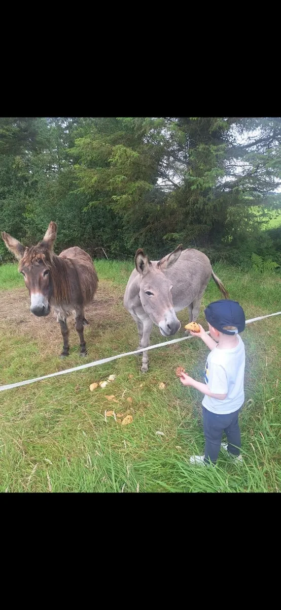 2 pet mare Donkeys looking for 5* home - Image 2