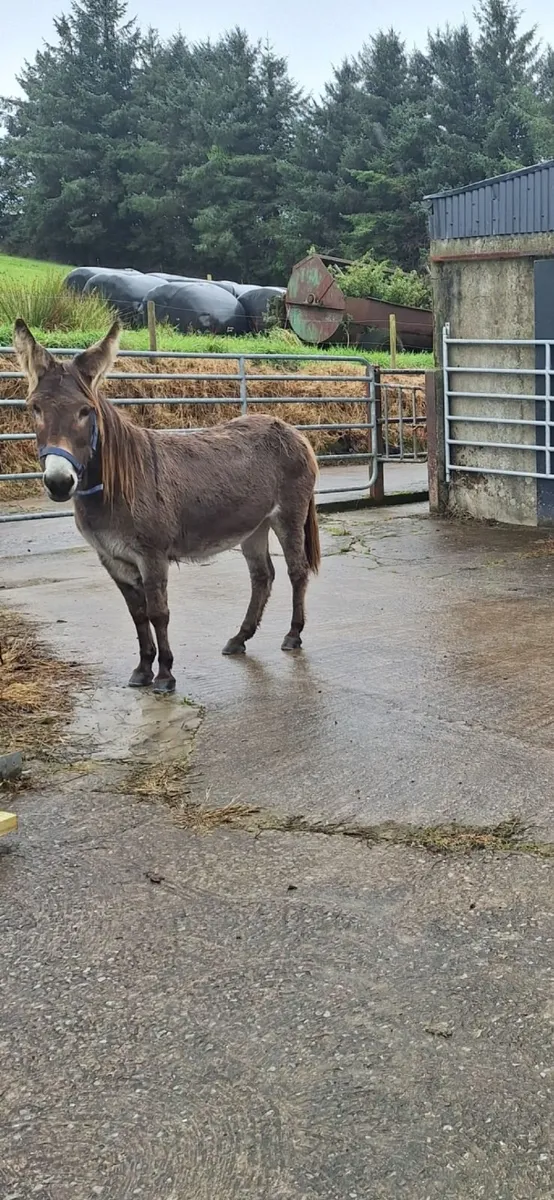 2 pet mare Donkeys looking for 5* home - Image 3