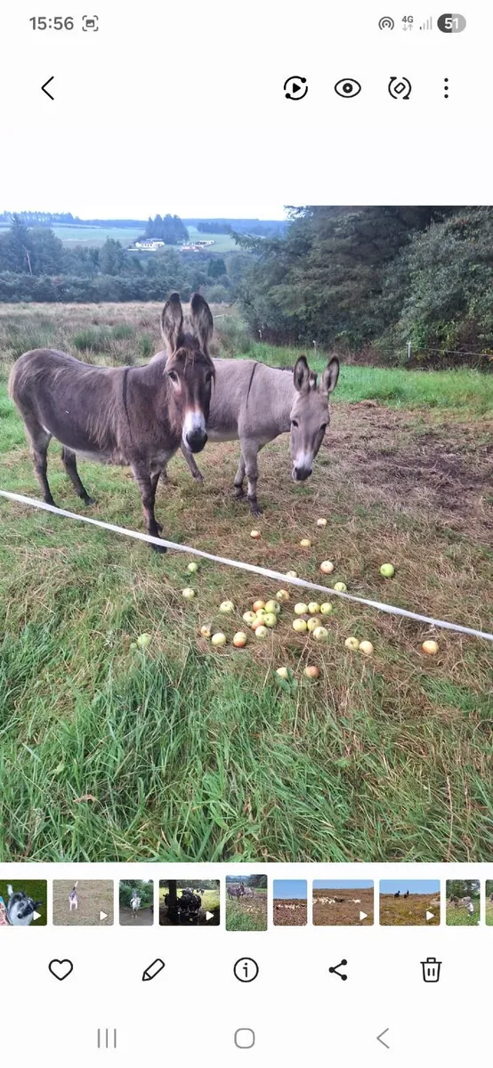 2 pet mare Donkeys looking for 5* home - Image 4