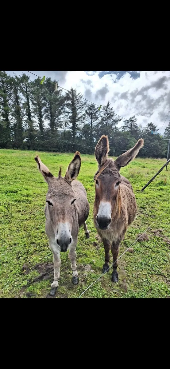 2 pet mare Donkeys looking for 5* home - Image 1