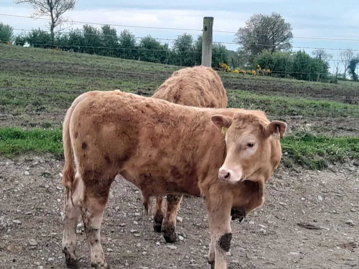 8 Smashing Bullock Weanlings - Image 1