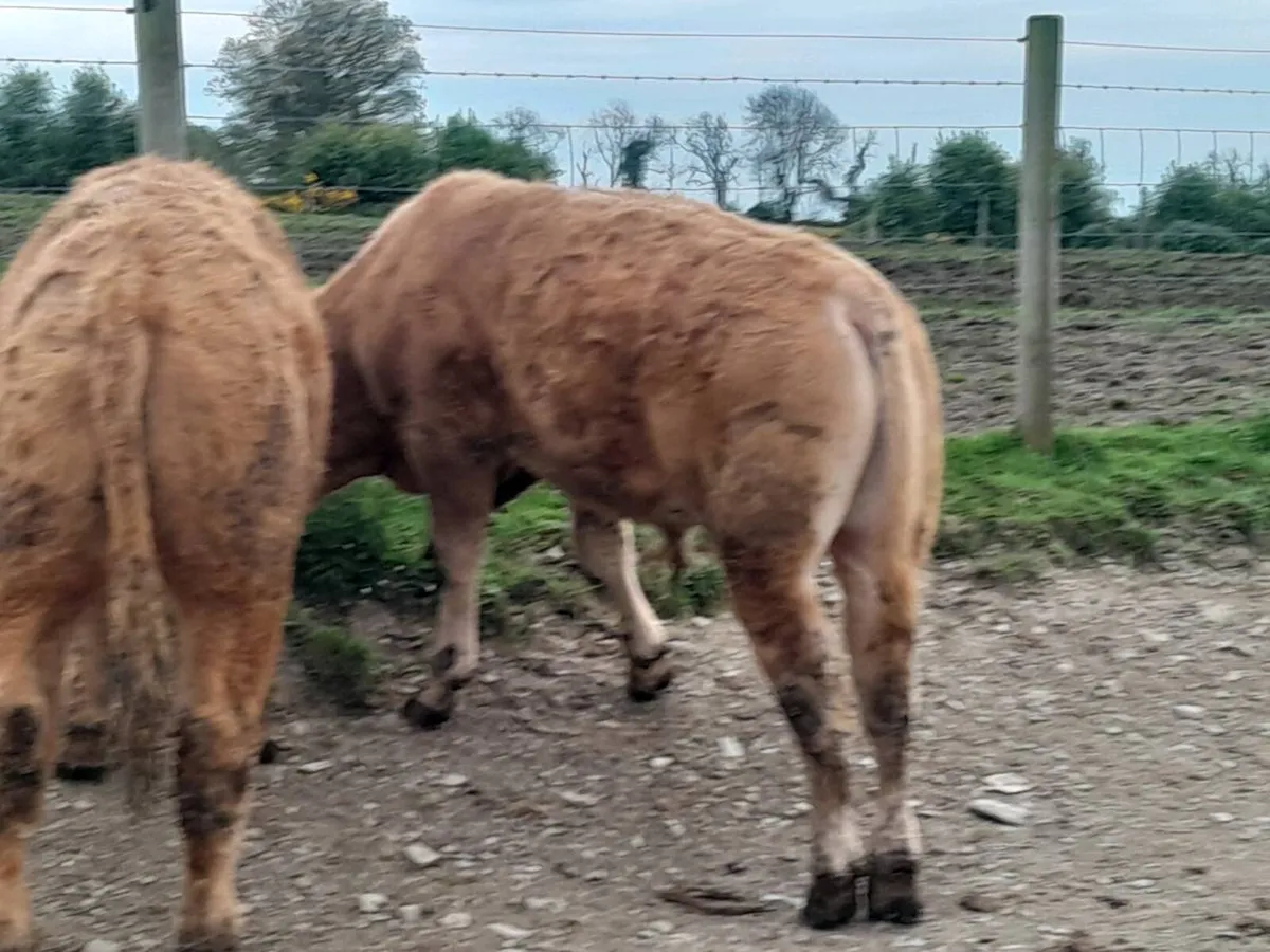 8 Smashing Bullock Weanlings - Image 2