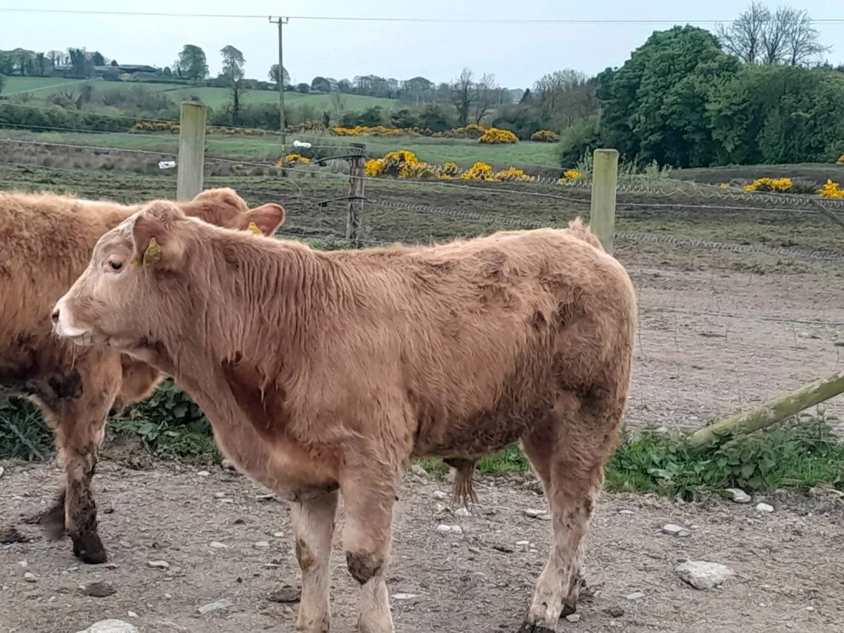 8 Smashing Bullock Weanlings - Image 3
