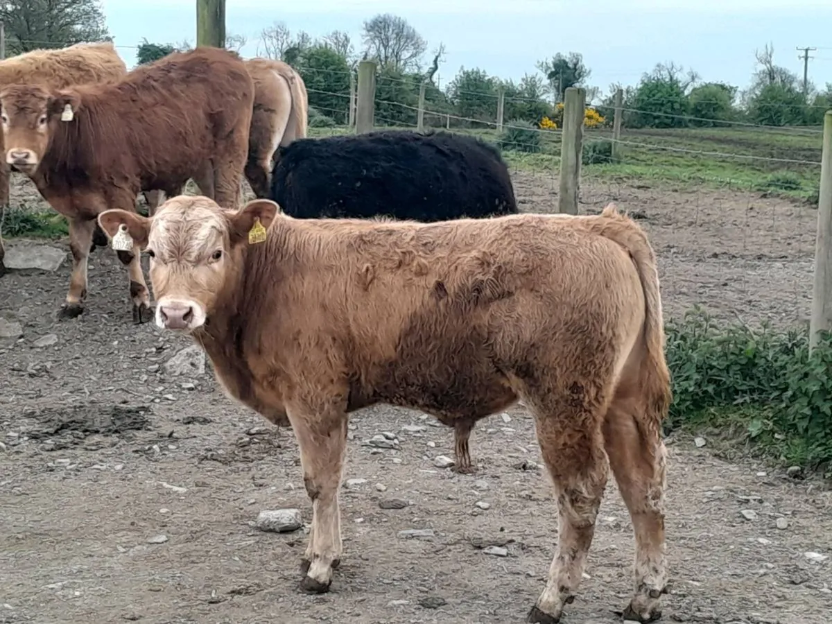 8 Smashing Bullock Weanlings - Image 4