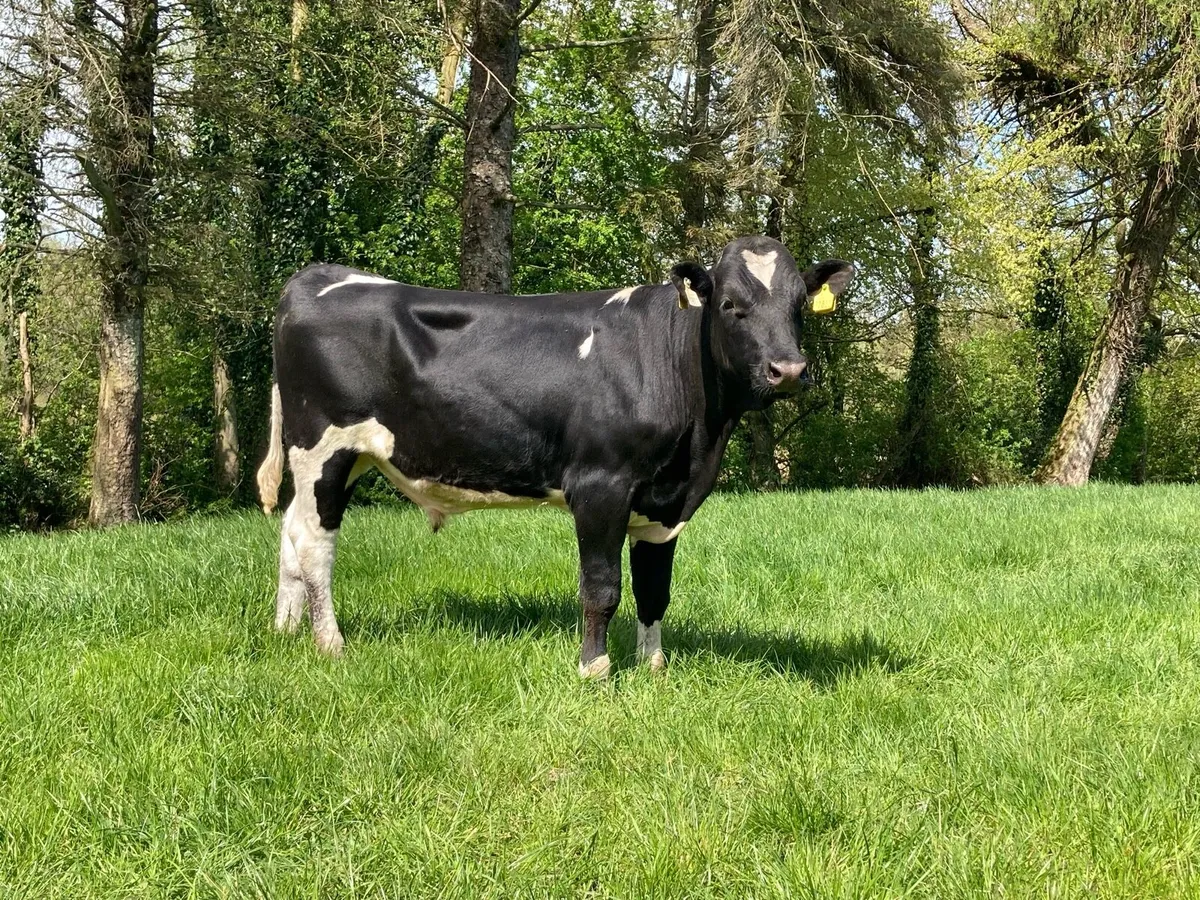 PBR Bulls - Image 1